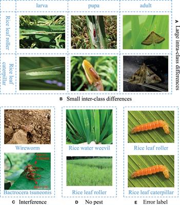 Pest recognition based on multi-image feature localization and adaptive filtering fusion